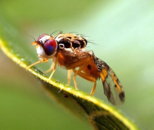 مگس مدیترانه