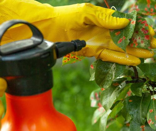 انواع قارچ کش ها