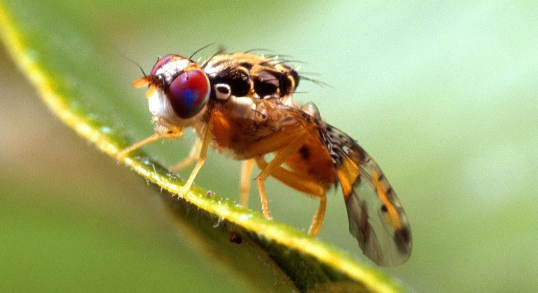 مگس مدیترانه